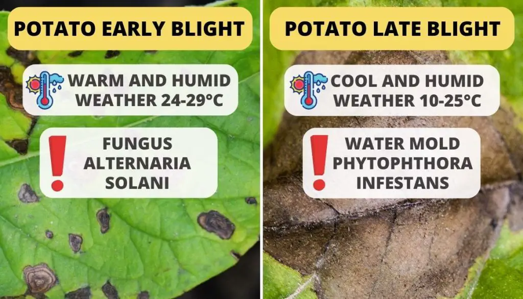What Does Blight Look Like on Potatoes Early Blight vs Late Blight