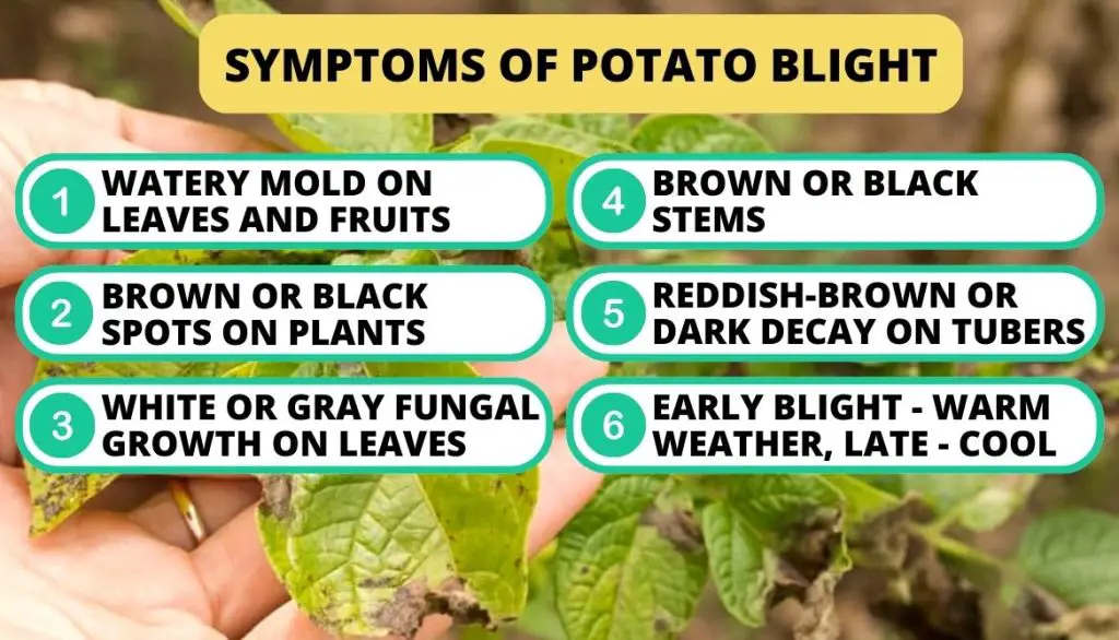 What Does Blight Look Like on Potatoes Symptoms of Potato Blight