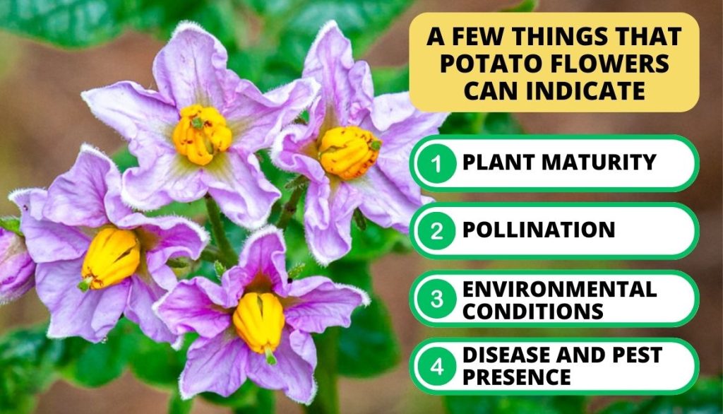 What Else Can Potato Flowers Indicate