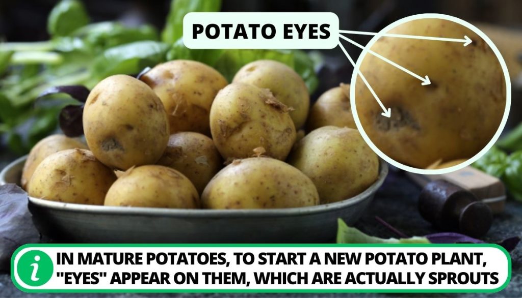 What are Potato Eyes