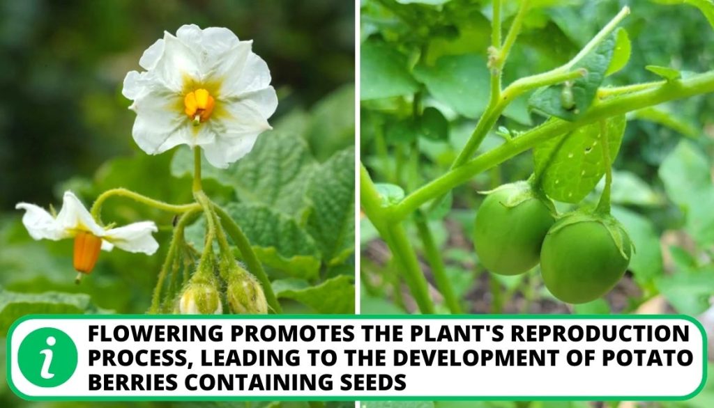 When Do Potatoes Flower