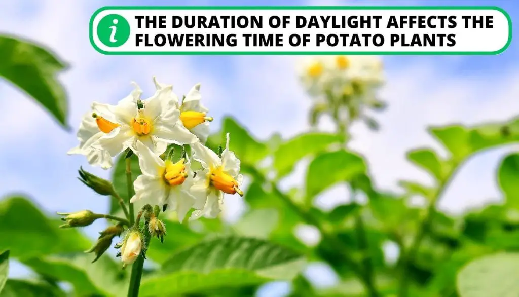 When Do Potatoes Flower Daylight Duration