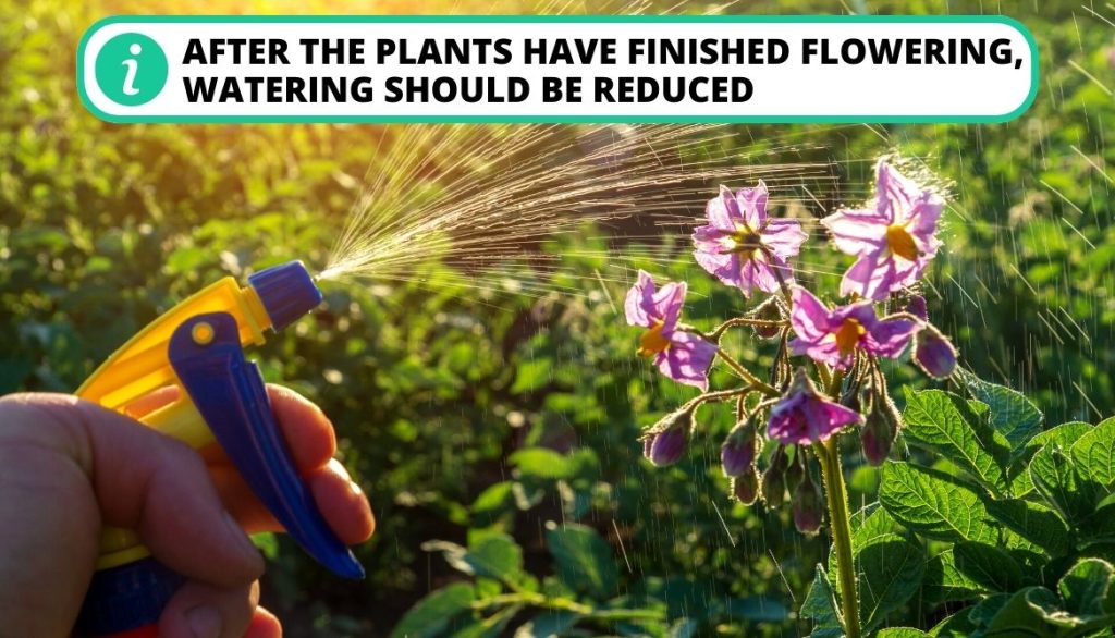 When To Stop Watering Potatoes